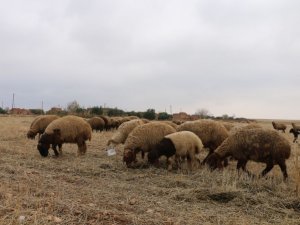 Tel Abyad’da Hayvancılık Faaliyetleri Yeniden Başladı