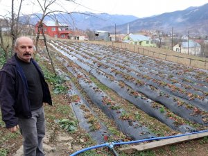 Bu Köyde Çilek Geçim Kaynağı Oldu