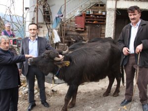 Giresun’da 321 İşletmeye Bin 477 Manda Ve 553 Malak İçin 1 Milyon 22 Bin 493 Tl Ödeme Yapıldı