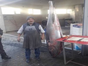 Emet’te ’Dev Orkinos’ Görenleri Şaşırttı