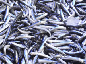 Hamsinin Fiyatı Tekrar Yükselişte