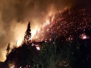 Trabzon ve Giresun’da Orman Yangınları
