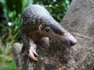 Yeni Zelanda’da Çalışmalar Sonlandırıldı
