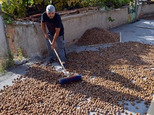 Oğuzlar Cevizi Coğrafi İşaret Tescili Aldı