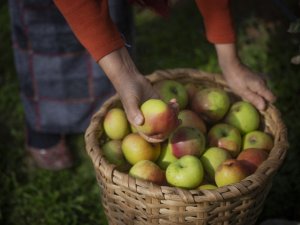 Piraziz Elması Zincir Marketlerdeki Yerini Aldı