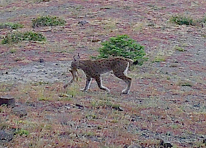 Artvin zengin yaban hayatıyla bilim insanlarını cezbediyor
