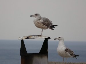 Hiç Tek Bacaklı Martı Gördünüz Mü ?