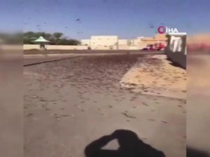 Suudi Arabistan’ı Çöl Çekirgeleri Bastı
