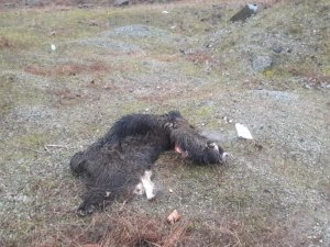 Öldürdükleri Domuzları Parçaladılar, Derilerini Yol Kenarına Bıraktılar