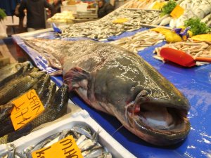 Dev Yayın Balığı İlgi Odağı Oldu