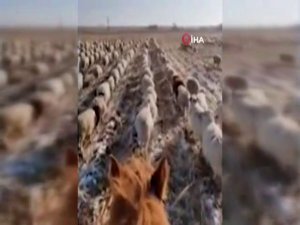 Çinli Çobandan Şaşırtan Eğitim