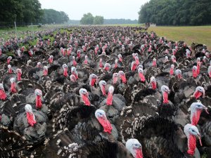 Kuş Gribi Nedeniyle 25 Bin Hindi Telef Oldu