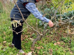 Türkiye’de Tek Aşırı Gövdeli Fındık Bahçesinde Budama Yapıldı