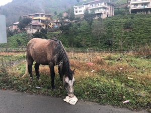 Gürcistan Sınırını Geçen Atların Durumu İçler Acısı