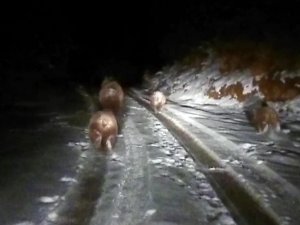 Bu Ayılar Kış Uykusuna Yatmadı