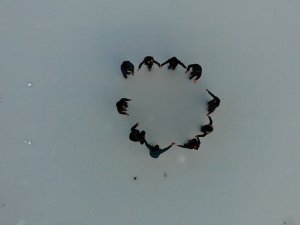 Buz Tutan Karagöl’ün Üzerinde Horon Oynadılar