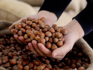 Fındık Fiyatları 2020 Yılında 20 Lirayı Gördü