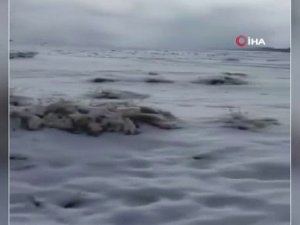 Suudi Arabistan Beyaza Büründü