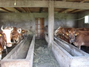 Trabzon’da Büyük Ve Küçükbaş Hayvan Sayılarında Artış