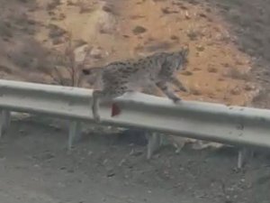 Karayoluna İnen Vaşağın Umursamaz Hali Böyle Görüntülendi