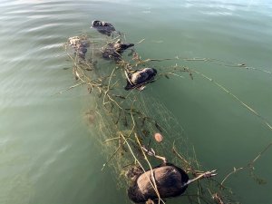 Sapanca Gölü’ne Atılan Ağlar Ördek Ve Balıkları Telef Etti