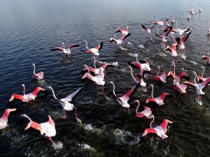 Kış Mevsimi Ilıman Geçince Flamingolar Göç Etmedi