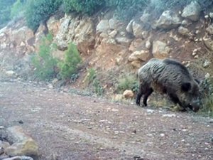Yaban Hayatı 1 Yıl Boyunca Kayıt Altına Alındı