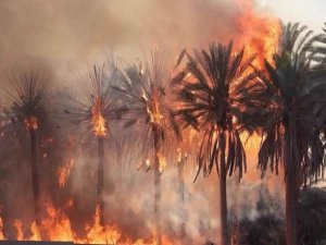 Libya’da 10 Bin Palmiye Ağacı Kül Oldu