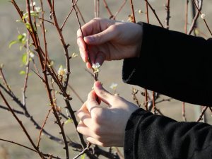 Armut Ve Erik Ağaçları Kış Ortasında Çiçek Açtı