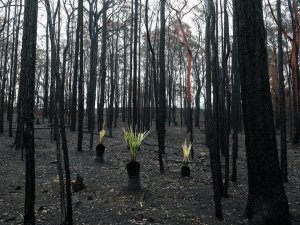 Avustralya’yı Bu Kez Şiddetli Yağışlar Vurdu