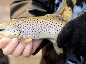 Trabzon’da Üretilen 18 Milyondan Fazla Yavru Alabalık Türkiye’nin Farklı Noktalarında Orman İçi Sulara Bırakıldı