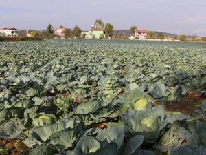 Karadeniz’in Gıda Ambarı Samsun