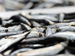 Firar Eden Hamside Fiyat 25 Tl’yi Buldu