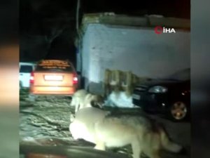 Kazakistan’da Aç Kalan Kurtlar Şehre İndi