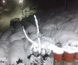 Kar Yağışı Rize'de Çay ve Kivi Bahçelerine Büyük Zarar Verdi