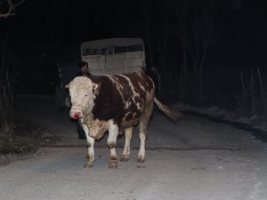 Samsun’da Aksiyon Filmlerini Aratmayacak Boğa Kovalaması