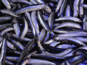 Karadeniz’de Balıkçıların Yüzünü Hamsi Güldürdü