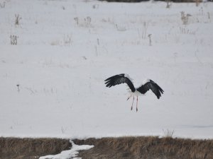 Göç Edemeyen Leylekler Kars’ta Kaldı