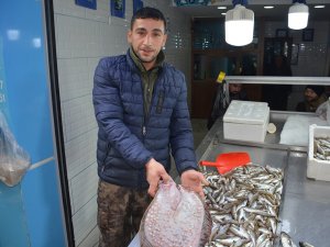 Bu Kalkan Balığının Fiyatı 585 Tl