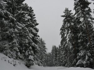 Kafkasör Yaylası’nın Kış Güzelliği