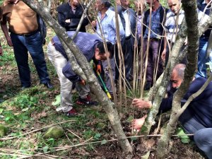 Şahin: “Fındıkta Bol Ürün Almanın Yolu Budamadan Geçiyor”