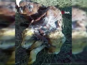 Rusya’da Çift Başlı Buzağı Ölü Doğdu
