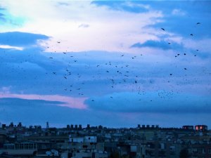 Şanlıurfa Semalarında Kuşların Dansı