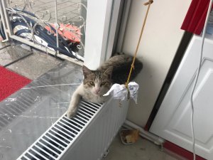 Kalorifer Peteği Üzerinde Isınan Kedi Görenleri Gülümsetti