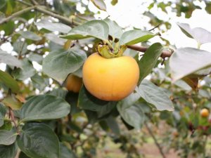 Trabzon Hurması Yerken Dikkat