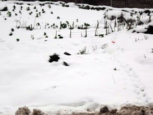 Kar Yağışı Tarım Alanlarını Olumlu Etkiledi