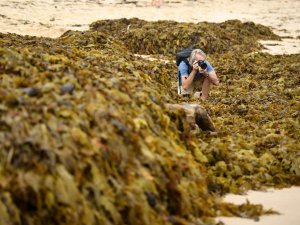 Sidney’in Ünlü Plajını Deniz Yosunları Kapladı