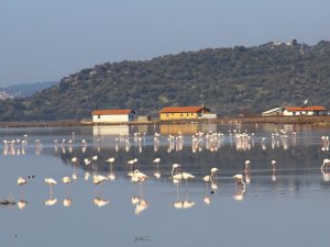 Flamingolar Bodrum’a Akın Etti