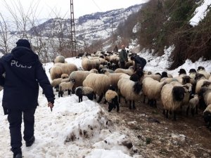Giresun’da Aç Kalan Yaban Hayvanları Koyun Sürüsüne Saldırdı