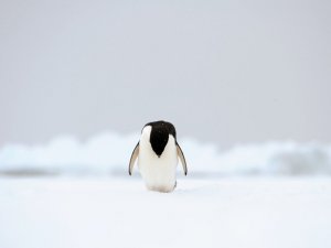 Antarktika’da Sıcaklık 20.7 Dereceye Yükselerek Rekor Kırdı